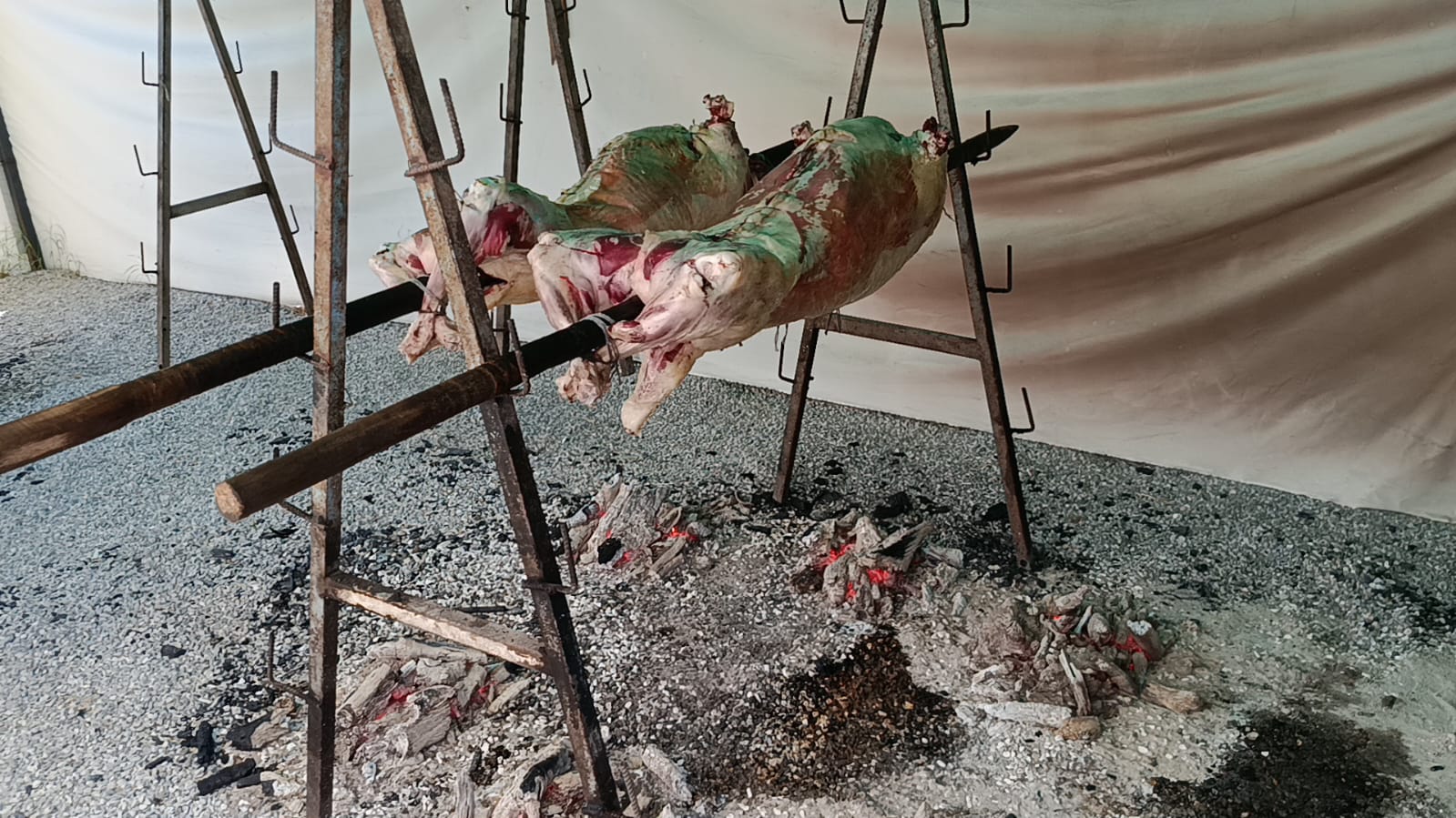 Edirne’nin düğünü, 665’inci Tarihi Kırkpınar Yağlı Güreşleri Festivali ile atmaya başlarken, organizasyonun vazgeçilmez geleneklerinden biri olan ünlü kuzu çevirme kültürü yok olma tehlikesiyle karşı karşıya.